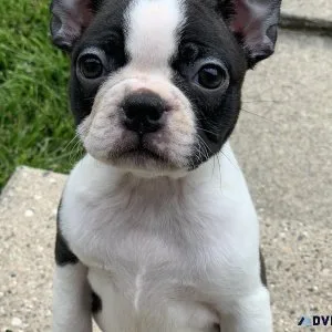 Amazing Boston Terrier