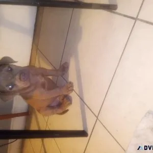 Mastiff pitbull puppy