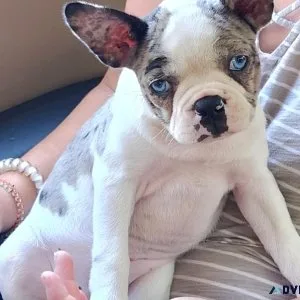 Boston Terrier Puppies