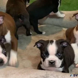 Boston Terrier Puppies