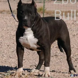 ABKC American Bully