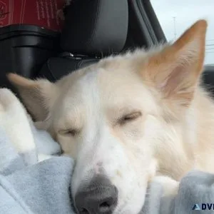 Beautiful Shepsky Free to Good home