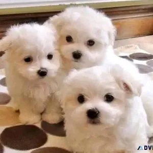 GORGEOUS PURE MALTESE PUPPIES AVAILABLE