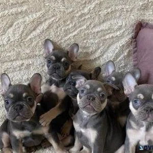 ENERGETIC FRENCH BULLDOG PUPPIES