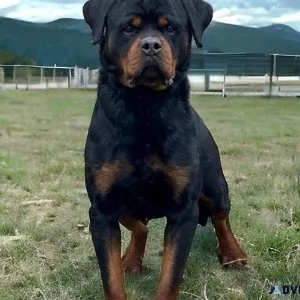 Rottweiler