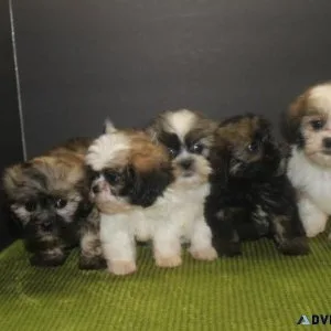 ADORABLE PUREBRED SHIH TZU PUPPIES AVAILABLE.