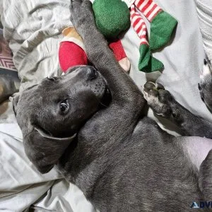 Cane Corso puppies-CHEAP