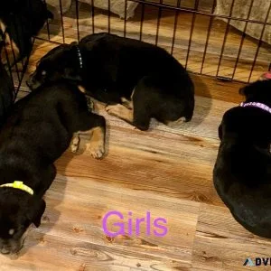 Rottweiler Puppies