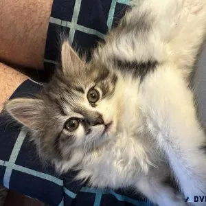 Persian Kittens for sale