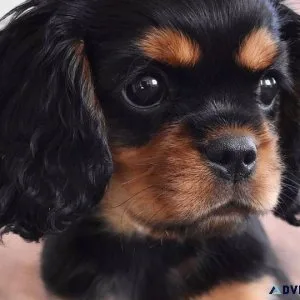 Amazing cavalier kind charles spaniel puppies