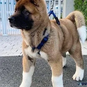 beautiful Akita puppies