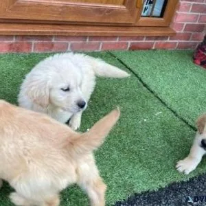 Home raised Purebred Golden Retriever Puppies