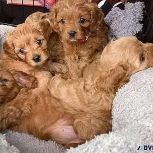 Puppies for new homes