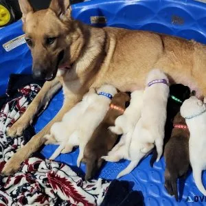 AKC German shepherd puppies