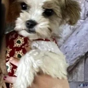 Yorkie parti