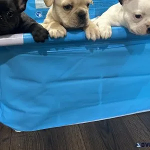 Frenchie puppies