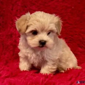 Maltipoo Puppies