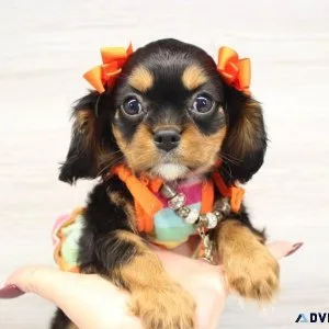 Adorable Cavalier Puppies For Sale