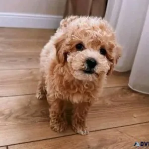 Buy Maltipoo puppy online in Indore- Breed n Breeder