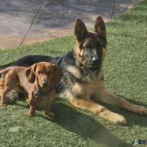 German Shepherd Puppy