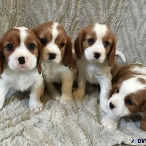 Adorable Purebred Cavalier King Charles Puppies