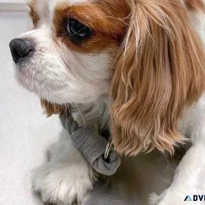 Adorble King Charles Spaniel puppies available