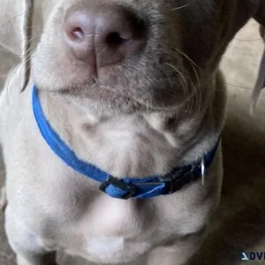 Weimaraner Pups