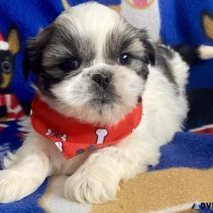 shihtzu puppies
