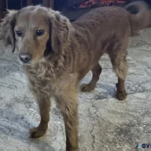 Golden retriever doodle