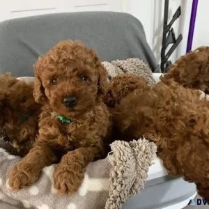 Gorgeous Apricot Toy POODLE puppies
