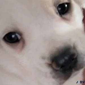 Adorable Mixed Breed Puppy