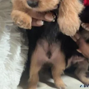 Male Yorkie