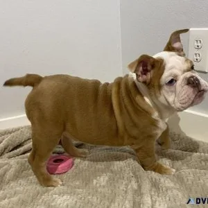 Male English Bulldog for ssle