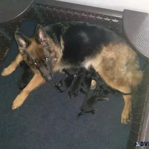German shepherd puppies