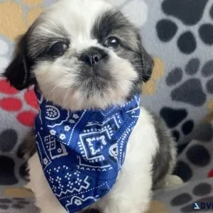 shihtzu puppies