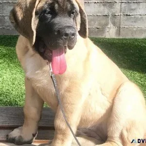 Excellent English Mastiff Puppies For Adoption