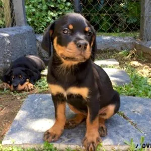 AKC Rottweiler Puppies for Adoption