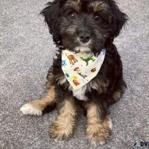 Gorgeous Cavapoo Puppies