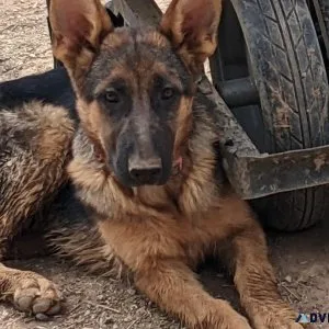 Female German Shepherd AKC