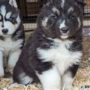 Available Siberian Husky