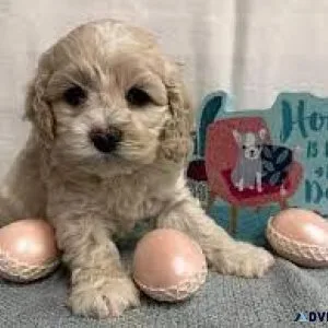Cavalier King Charles x Poodle - Cavapoo Puppies
