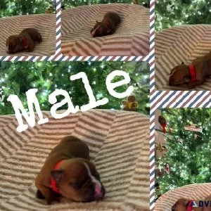 Bully Boxer Puppies For Sale
