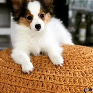 Very Playful Papillon Pups For Sale