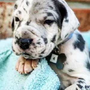 Registered Great Dane Puppies for Adoption
