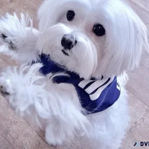 Quality Teacup Maltese Pups For Adoption