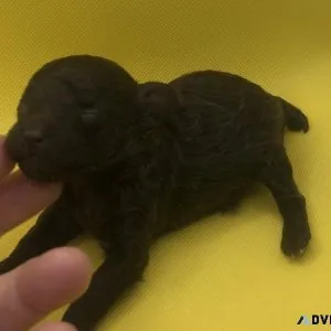 Tiny Toy Poodles