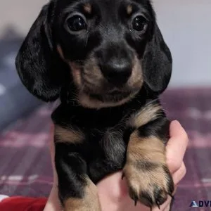 Dachshund Puppies Available