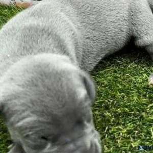 Adorable Great Dane puppies