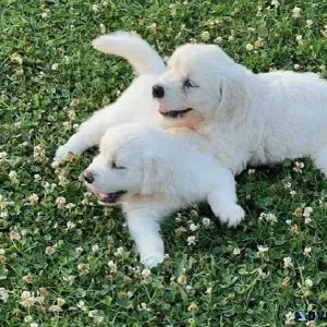 Golden Retriever Pups (English Cream)HandJ Kennel