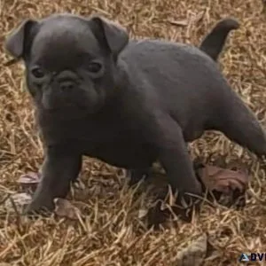 AKC Brussels Griffon
